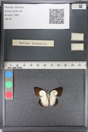 Media type: image;   Entomology 128260